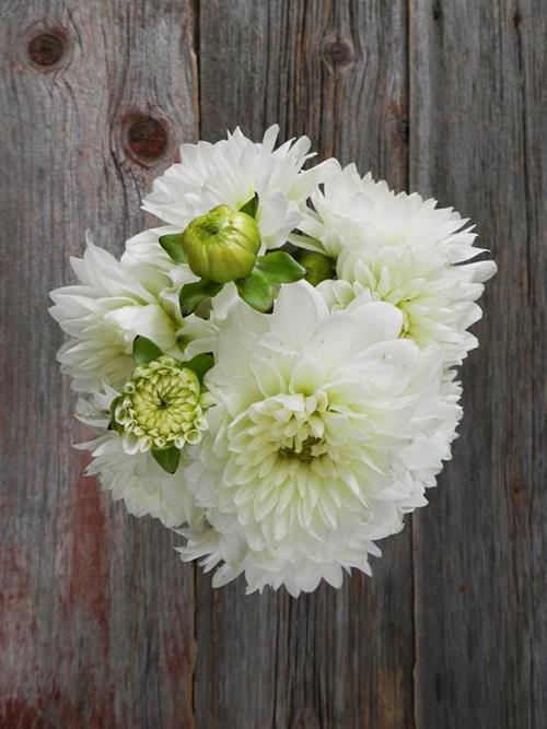 WHITE DAHLIA